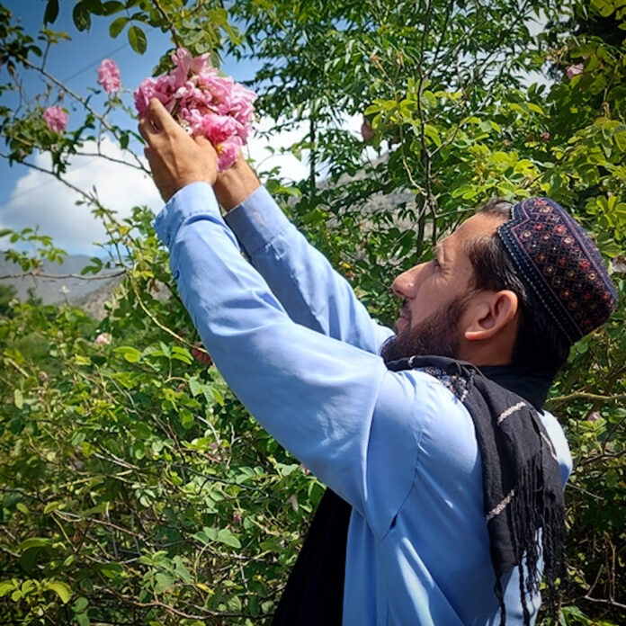 Afghanistan cracks down on opium production